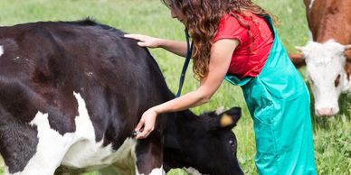 Veterinarian with a cow representing attentive animal care