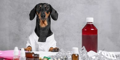Veterinarian examining a dog during an annual wellness exam