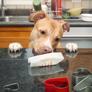 Toxic substances hazard for pets — household chemicals and plants